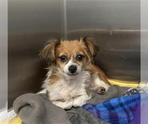 Chihuahua Dogs for adoption in Redlands, CA, USA