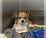Small Chihuahua