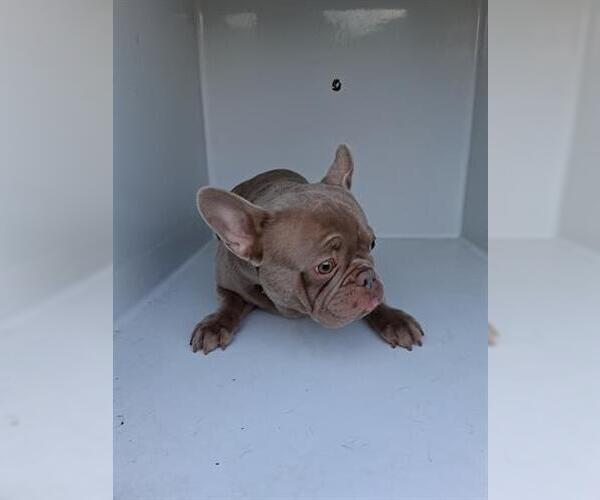 Medium Photo #1 French Bulldog Puppy For Sale in Houston, TX, USA