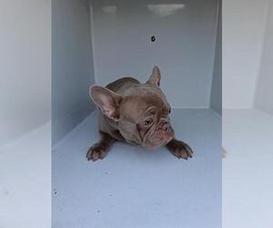 French Bulldog Dogs for adoption in Houston, TX, USA