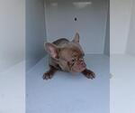 Small French Bulldog