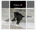 Small Photo #12 Akita Puppy For Sale in ONTARIO, OR, USA