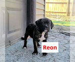 Puppy Reon America Bandogge Mastiff