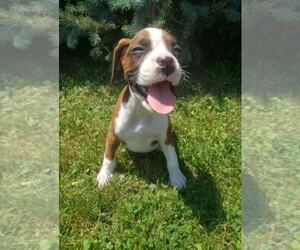 Boxer Puppy for sale in BROWNSVILLE, PA, USA