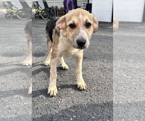 Mutt Dogs for adoption in Sterling, MA, USA