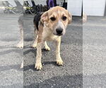 Small Mutt