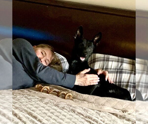 Medium Photo #3 Australian Shepherd-Unknown Mix Puppy For Sale in San Juan Capistrano, CA, USA