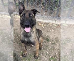 Mutt Dogs for adoption in Riverside, CA, USA