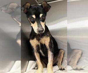 Chihuahua-Unknown Mix Dogs for adoption in San Antonio, TX, USA