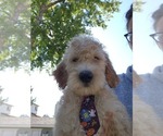 Small Photo #10 Goldendoodle (Miniature) Puppy For Sale in GREELEY, CO, USA