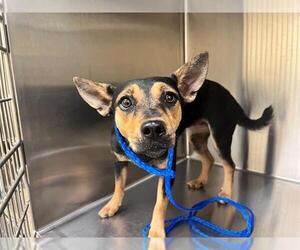 Mutt Dogs for adoption in Orange, CA, USA