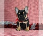 Small Photo #6 French Bulldog Puppy For Sale in FREDERICKSBURG, OH, USA