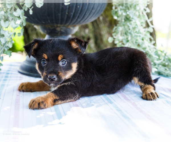 Medium Photo #10 Yoranian Puppy For Sale in WAKARUSA, IN, USA