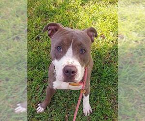 American Staffordshire Terrier-Unknown Mix Dogs for adoption in Fort Lauderdale, FL, USA