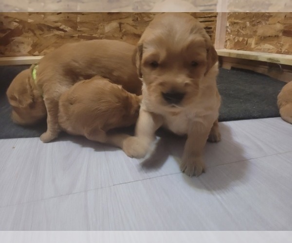 Medium Photo #4 Golden Retriever Puppy For Sale in BELLINGHAM, WA, USA