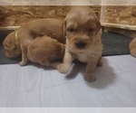 Small Photo #4 Golden Retriever Puppy For Sale in BELLINGHAM, WA, USA