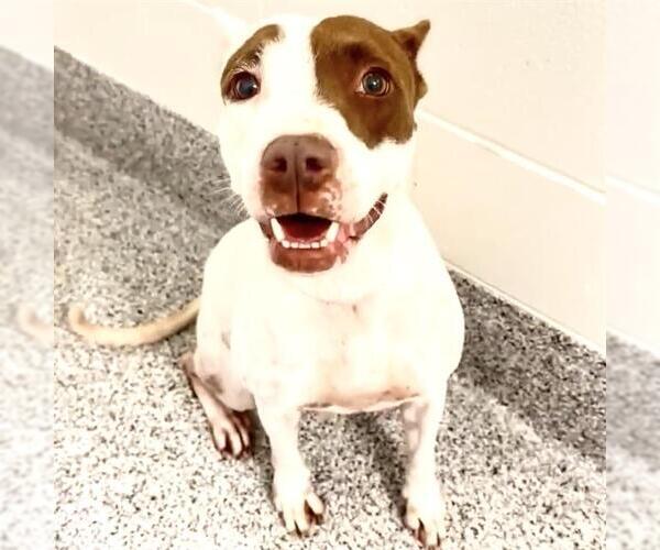 Medium Photo #4 American Foxhound-Unknown Mix Puppy For Sale in Houston, TX, USA