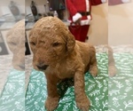 Small Photo #5 Goldendoodle Puppy For Sale in LEESBURG, GA, USA