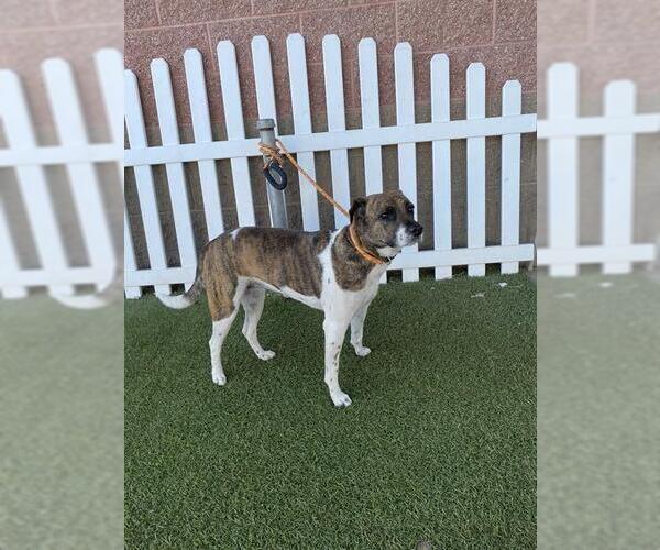 Medium Photo #1 American Pit Bull Terrier-Unknown Mix Puppy For Sale in Modesto, CA, USA