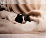 Puppy Smores Border Collie