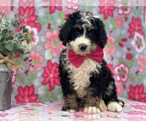Bernedoodle Puppy for sale in LANCASTER, PA, USA