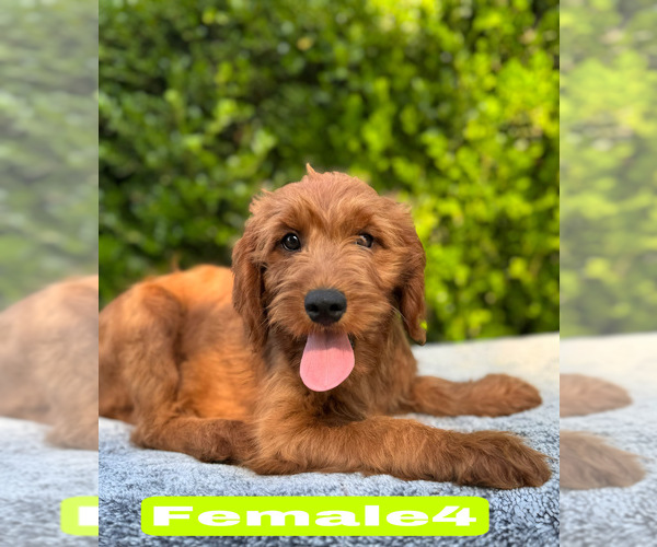 Medium Photo #9 Goldendoodle (Miniature) Puppy For Sale in BAKERSFIELD, CA, USA