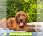 Small #8 Goldendoodle (Miniature)