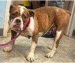 Small #1 American Bulldog Mix
