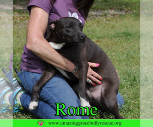 Rome - Male Labrador Retriever-Unknown Mix Dog for Adoption - Photo #3