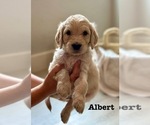 Small #12 Goldendoodle