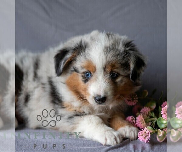 Medium Photo #3 Miniature Australian Shepherd Puppy For Sale in REBERSBURG, PA, USA