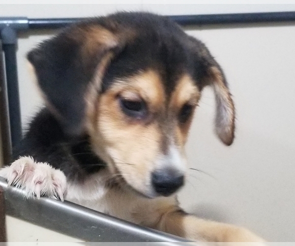 Medium Photo #1 Beagle-Pomsky Mix Puppy For Sale in BELLE CENTER, OH, USA