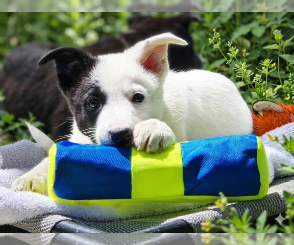 Medium Photo #2 Collie-Unknown Mix Puppy For Sale in Sandy, UT, USA