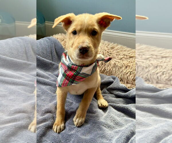 Medium Photo #2 Labrador Retriever-Unknown Mix Puppy For Sale in New York, NY, USA