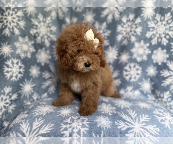 Medium Photo #5 Cock-A-Poo Puppy For Sale in LAKELAND, FL, USA