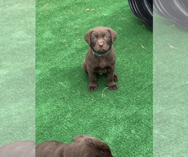 Medium Photo #5 Labrador Retriever Puppy For Sale in LISBON, CT, USA