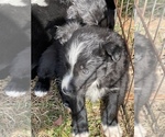 Small Photo #5 Border Collie Puppy For Sale in NEW WINDSOR, MD, USA