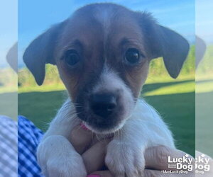 Mutt Dogs for adoption in Washington, DC, USA