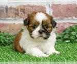 Small #11 Shih Tzu