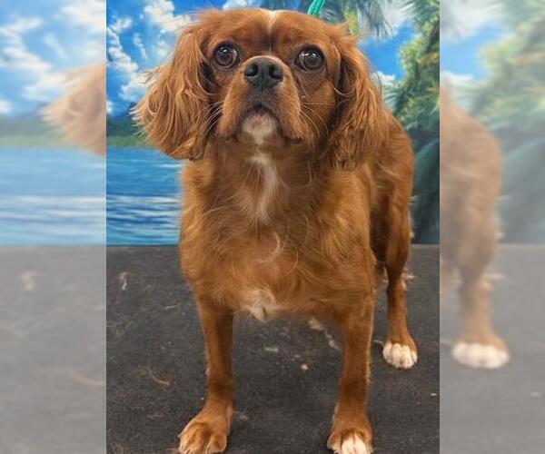 Medium Photo #5 Cavalier King Charles Spaniel Puppy For Sale in Westminster, MD, USA