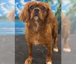 Small #4 Cavalier King Charles Spaniel