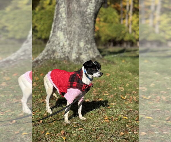 Medium Photo #7 Rat Terrier Puppy For Sale in Oakhurst, NJ, USA