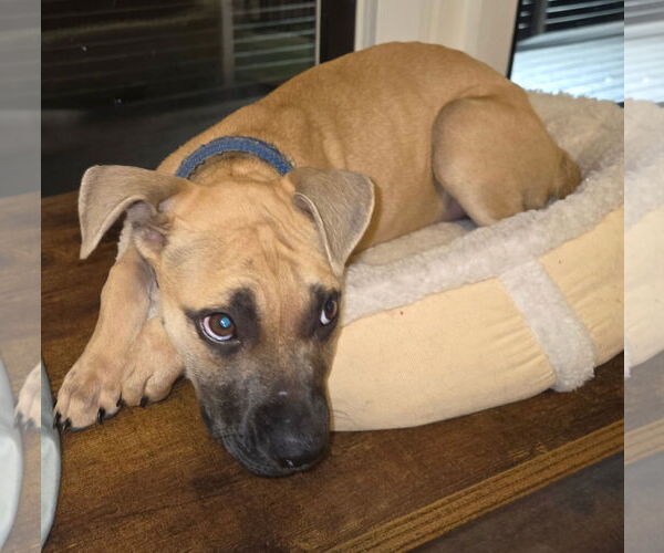 Medium Photo #1 Boxador Puppy For Sale in Ball Ground, GA, USA