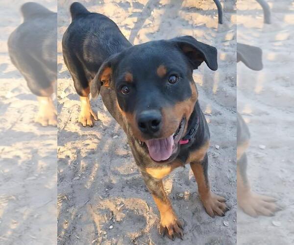 Medium Photo #2 Rottweiler Puppy For Sale in San Antonio, TX, USA