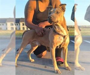 American Pit Bull Terrier Dogs for adoption in San Antonio, TX, USA
