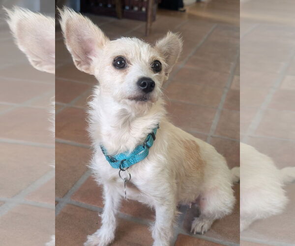 Medium Photo #4 Chihuahua-Unknown Mix Puppy For Sale in San Bernardino , CA, USA