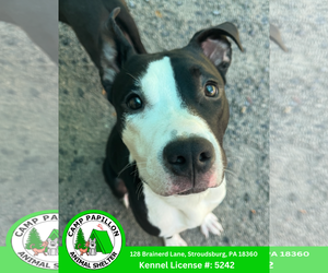 American Pit Bull Terrier-Unknown Mix Dogs for adoption in Stroudsburg, PA, USA
