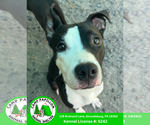 Small American Pit Bull Terrier Mix