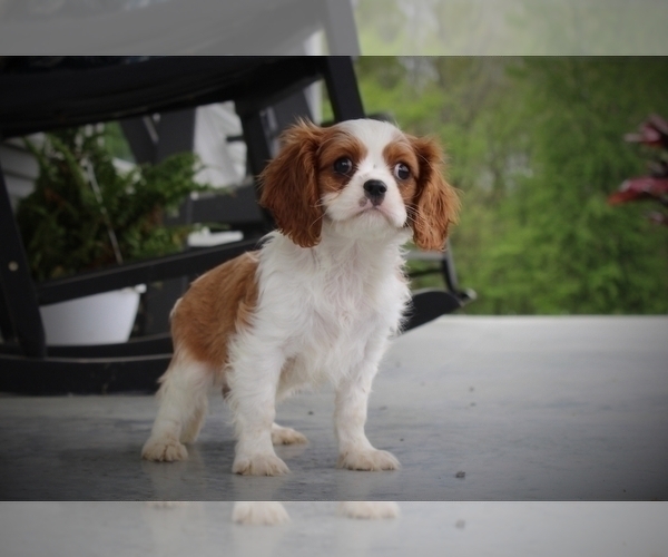 Medium Photo #4 Cavalier King Charles Spaniel Puppy For Sale in BLUFORD, IL, USA