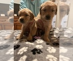 Small Photo #2 Golden Retriever Puppy For Sale in BUCHANAN, TN, USA